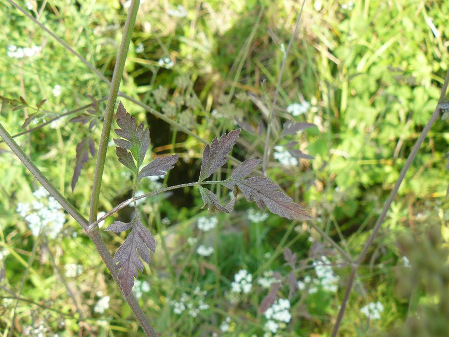 Torilis arvensis / Lappolina canaria